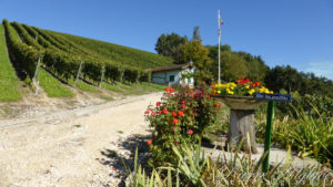 Traversée des vignobles