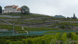 Dans les vignes