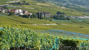 Dans les vignes