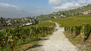 Dans les vignes