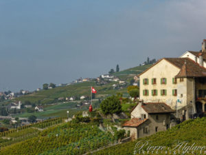 Dans les vignes