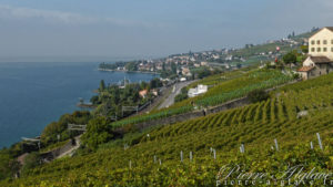 Dans les vignes