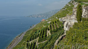 Dans les vignes