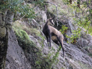 Chamois goguenard