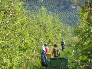 Récolte des pommes