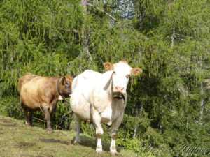 Vaches compatissantes