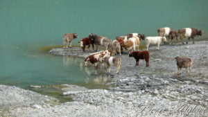 Vaches s'abreuvant au barrage des Toules