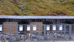 Au revoir les Saint-Bernard !