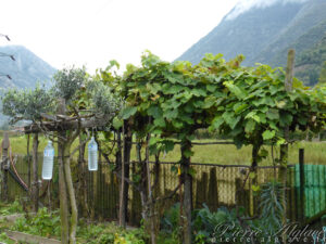 Bouteilles d'eau dans les vignes