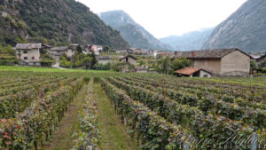 Vignes en Val d'Aoste