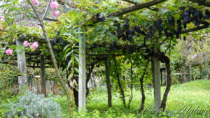 Vignes en vallée d'Aoste