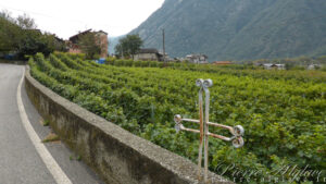 Vignes en Val d'Aoste