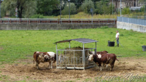 Vaches valdôtaines