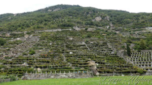 Vignes en Val d'Aoste