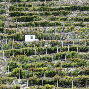 Vignes en Val d'Aoste