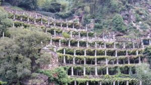 Vignes sur treilles