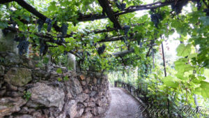 Le sentier des vignes