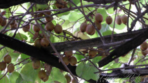 Kiwis