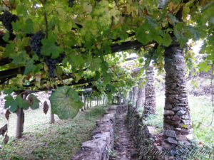 À travers les vignes