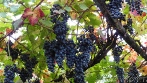 Le sentier des vignes