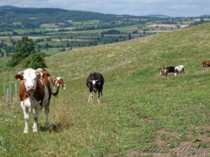 En CheminEn Chemin