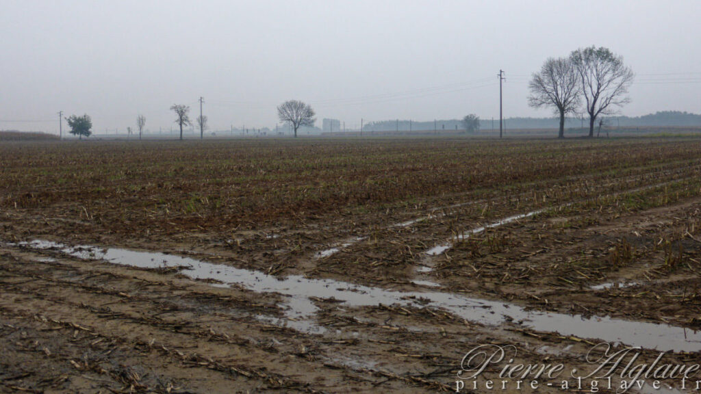 Traversée des rizières