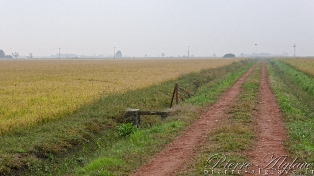 Traversée des rizières