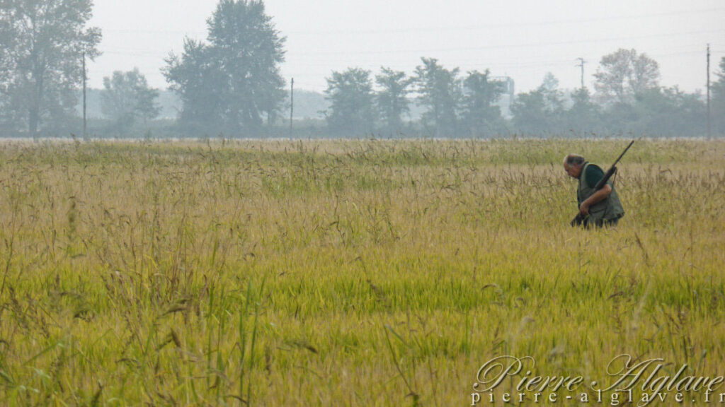 Traversée des rizières