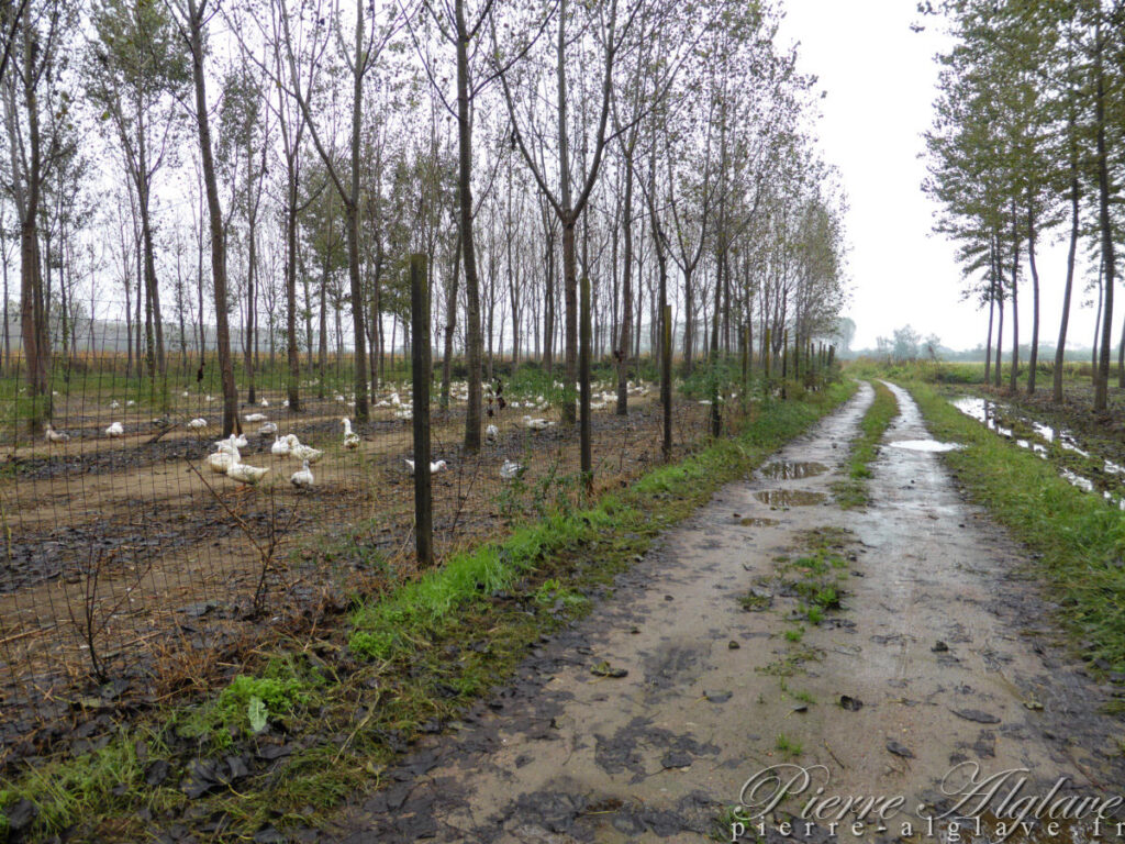 En Chemin : élevage de canards