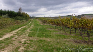 En Chemin sur la Via Francigena
