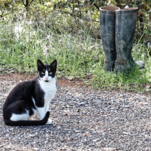 Un chat débotté sur la Via Francigena