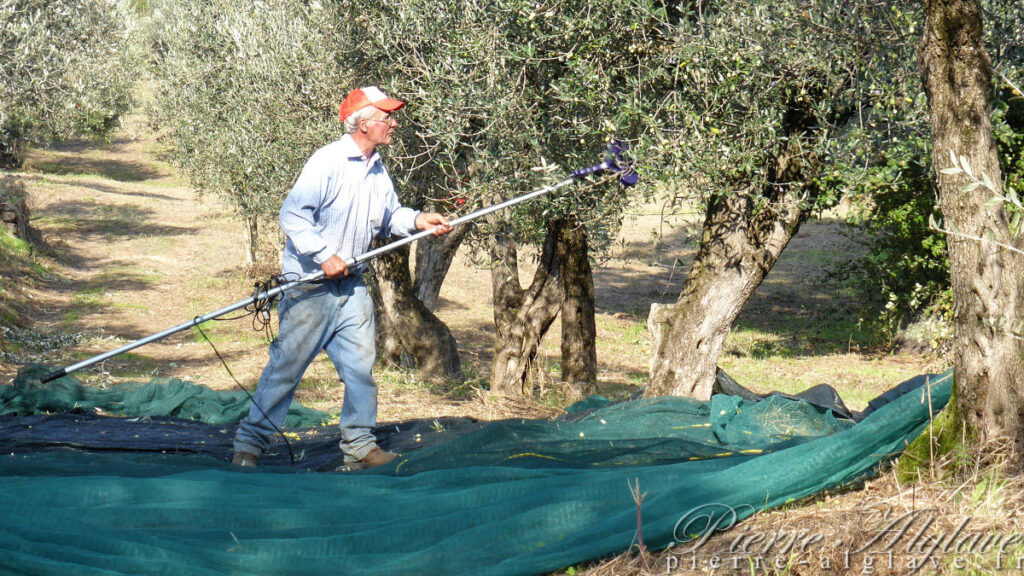 Récolte des olives
