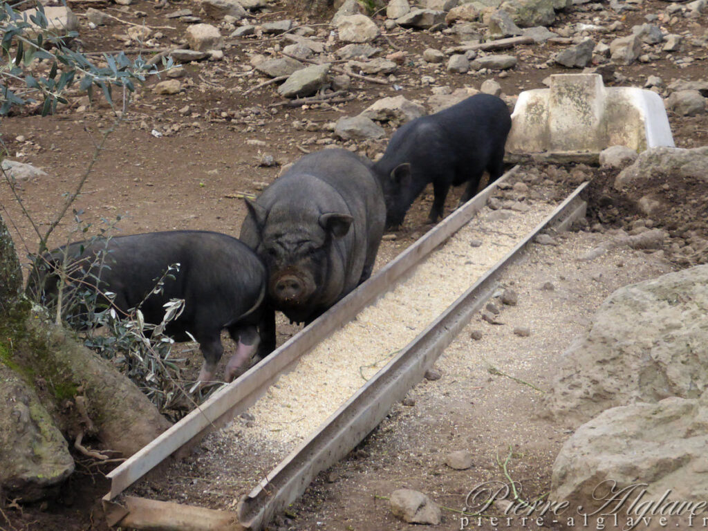 En chemin sur la Via Francigena