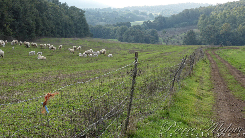 En chemin sur la Via Francigena