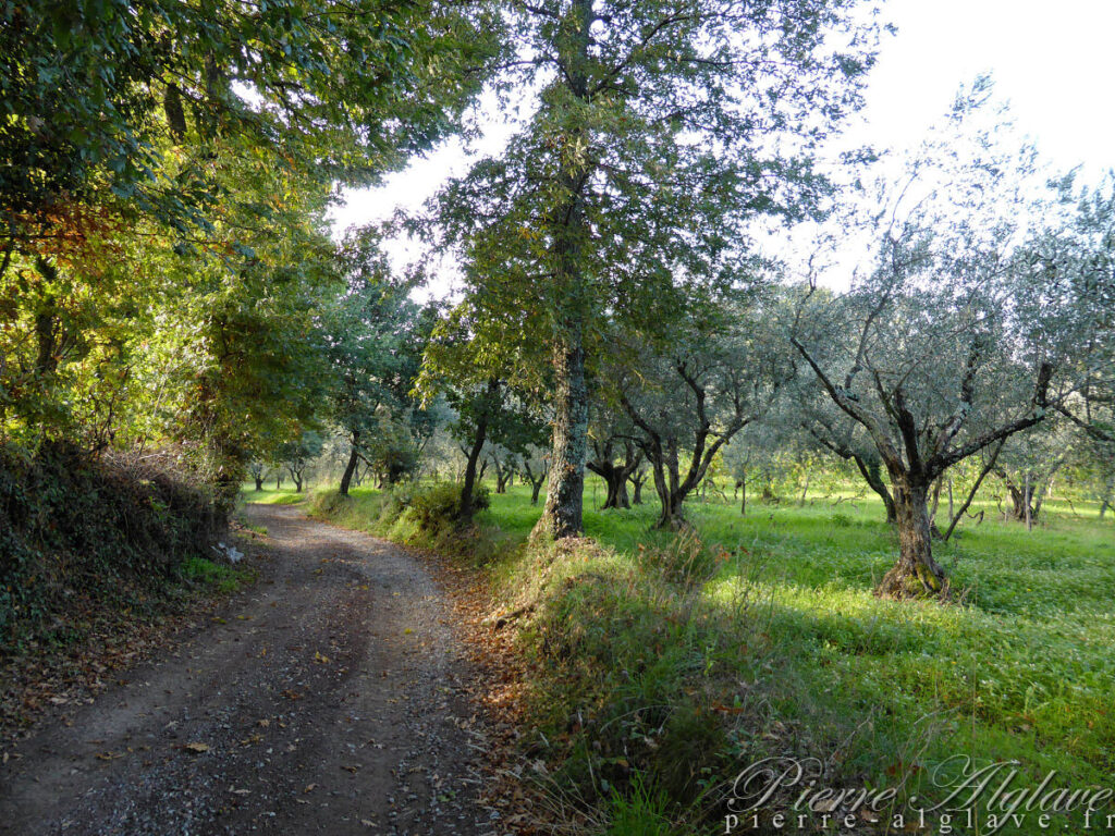 En chemin sur la Via Francigena