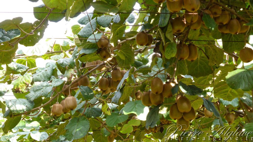 En chemin sur la Via Francigena