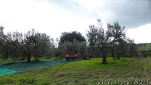 Récolte des olives sur la Via Francigena