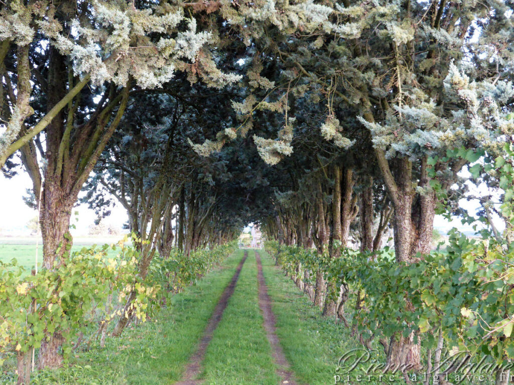 En chemin sur la Via Francigena