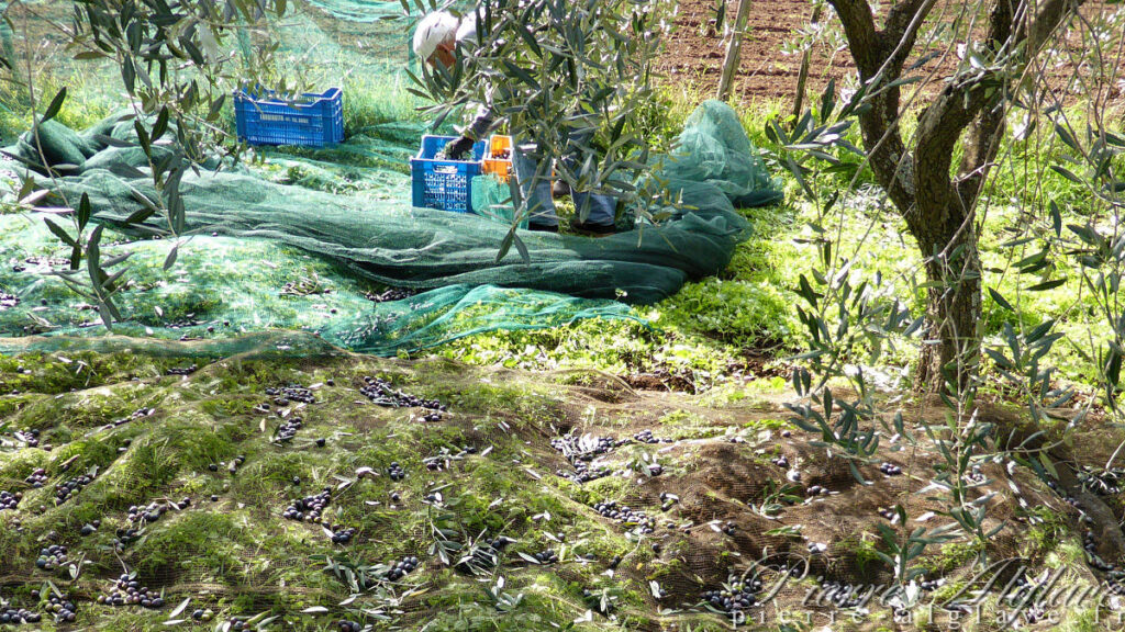 Récolte des olives
