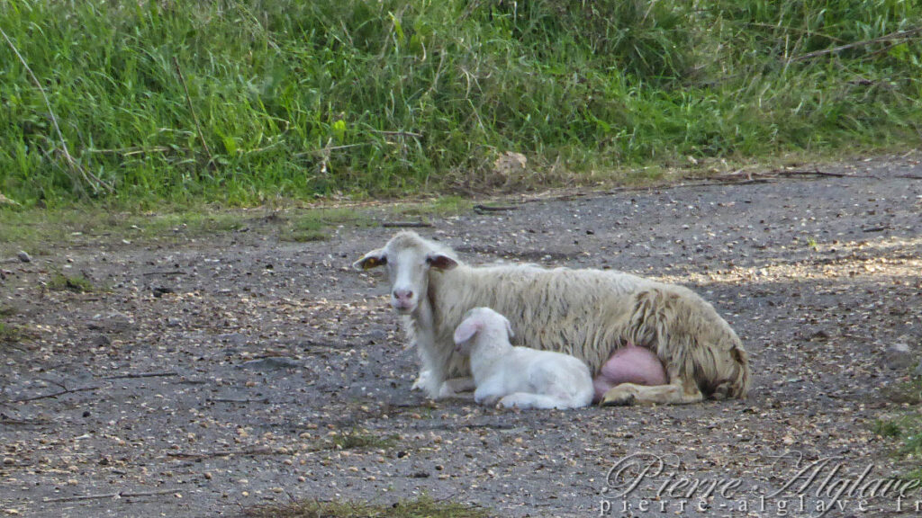 Brebis et ses petits sur la Via Francigena