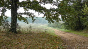 En chemin sur la Via Francigena