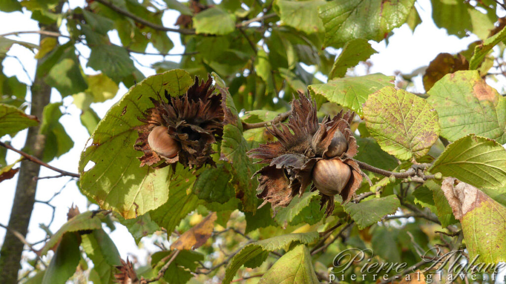 Noisettes sur la Via Francigena