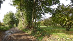 En chemin sur la Via Francigena