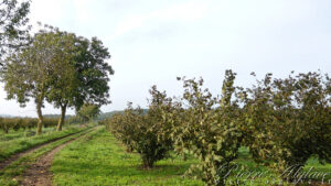 En chemin sur la Via Francigena