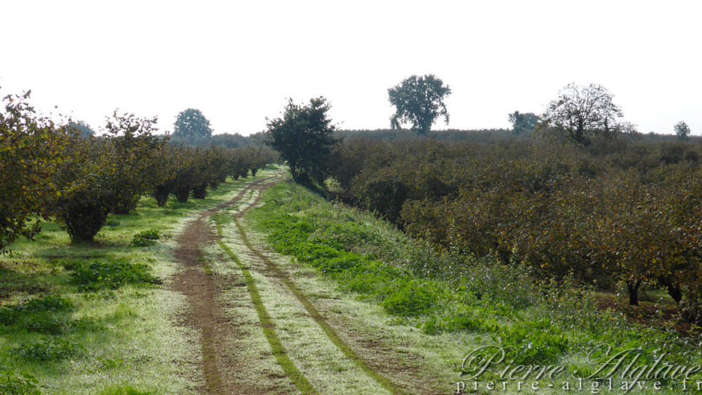 En chemin sur la Via Francigena