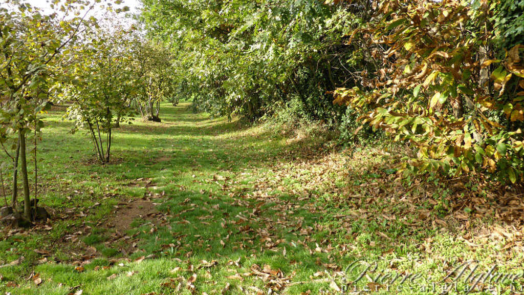 En chemin sur la Via Francigena