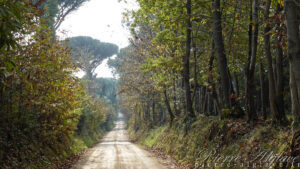 Une belle allée