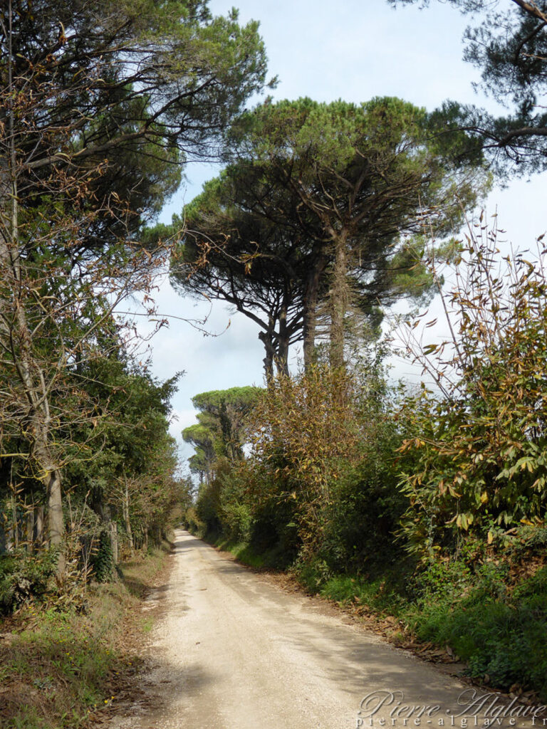 En chemin sur la Via Francigena