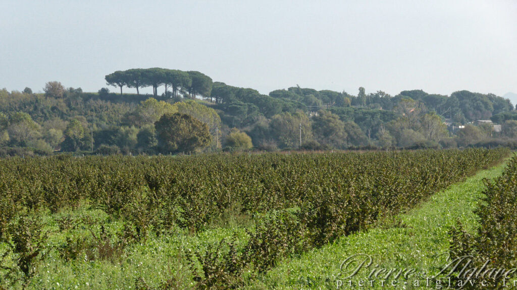 Sur la Via Francigena