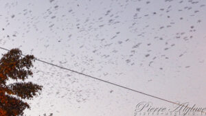 Nuage d'oiseaux